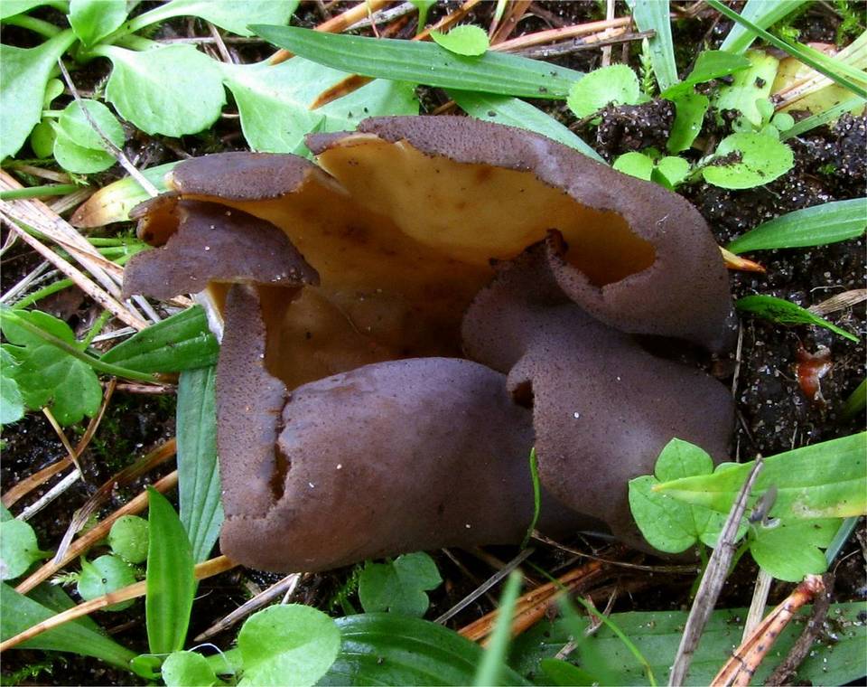 Otidea mirabilis image