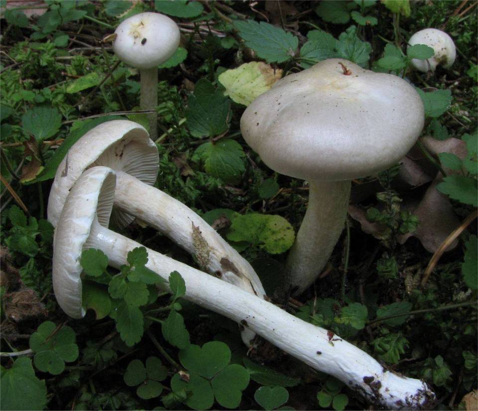 Hygrophorus hyacinthinus image