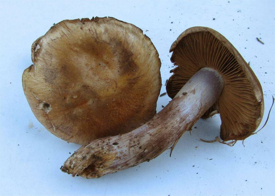 Cortinarius violaceomaculatus image