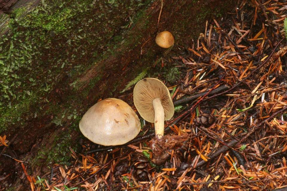 Gymnopilus punctifolius image
