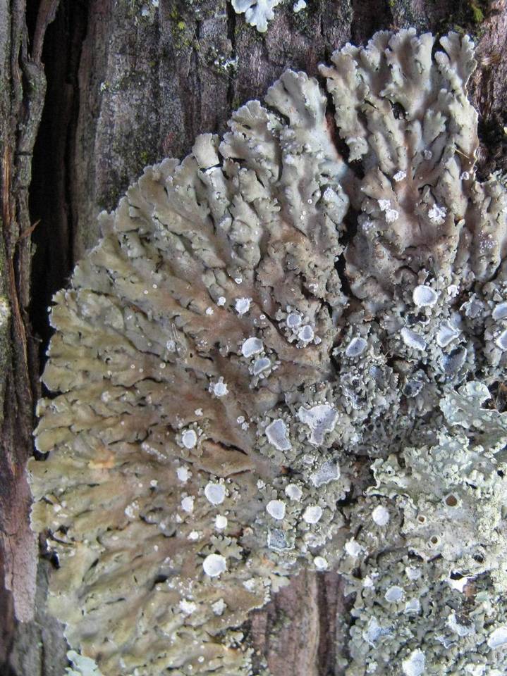 Physconia distorta image