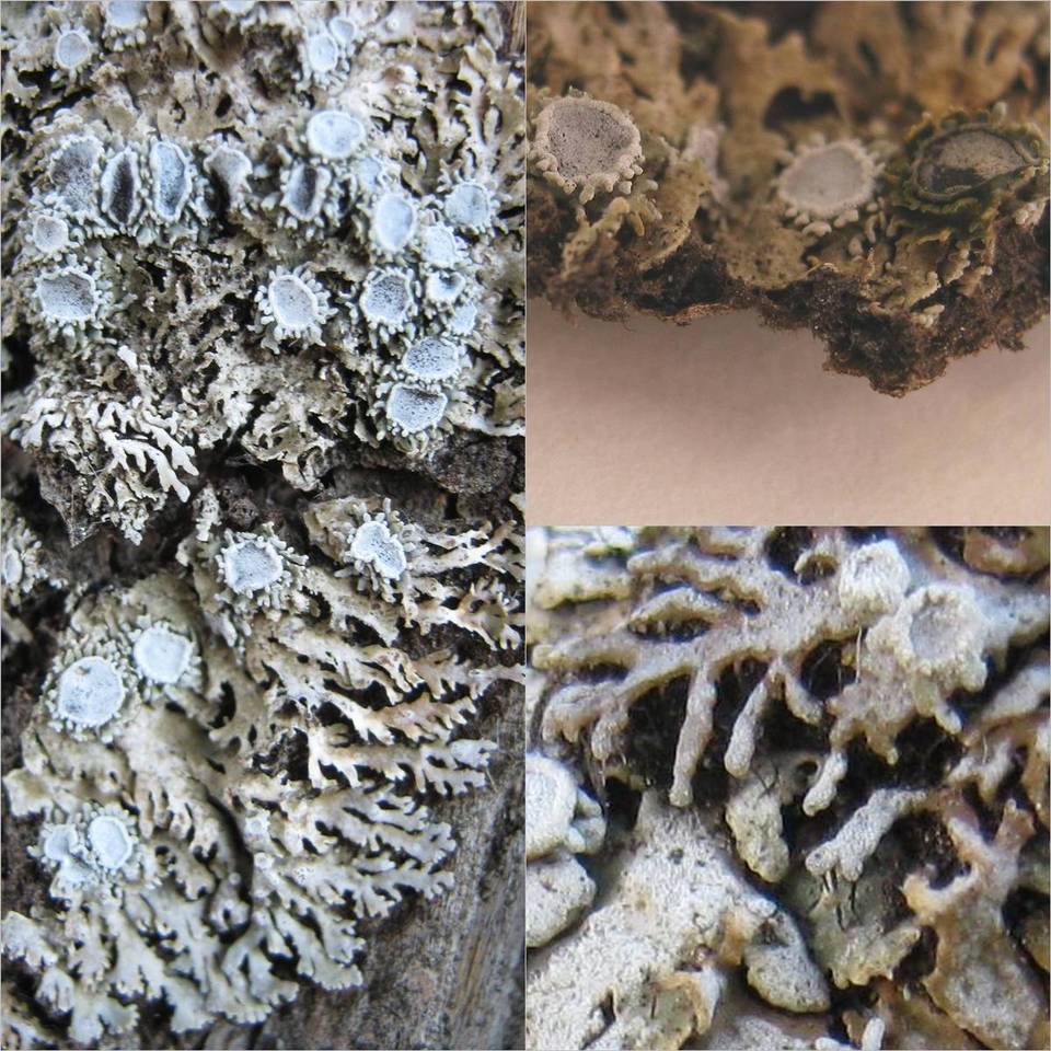 Physconia venusta image