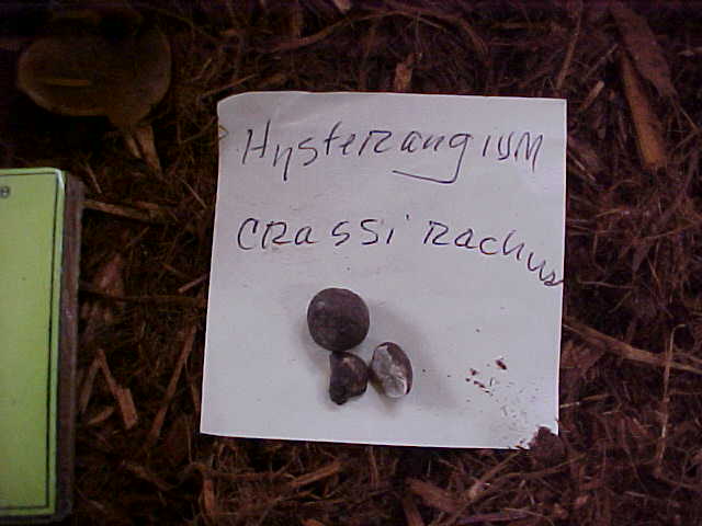 Hysterangium crassirhachis image