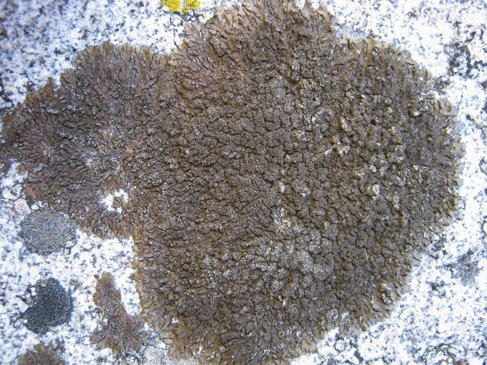 Melanelia sorediata image
