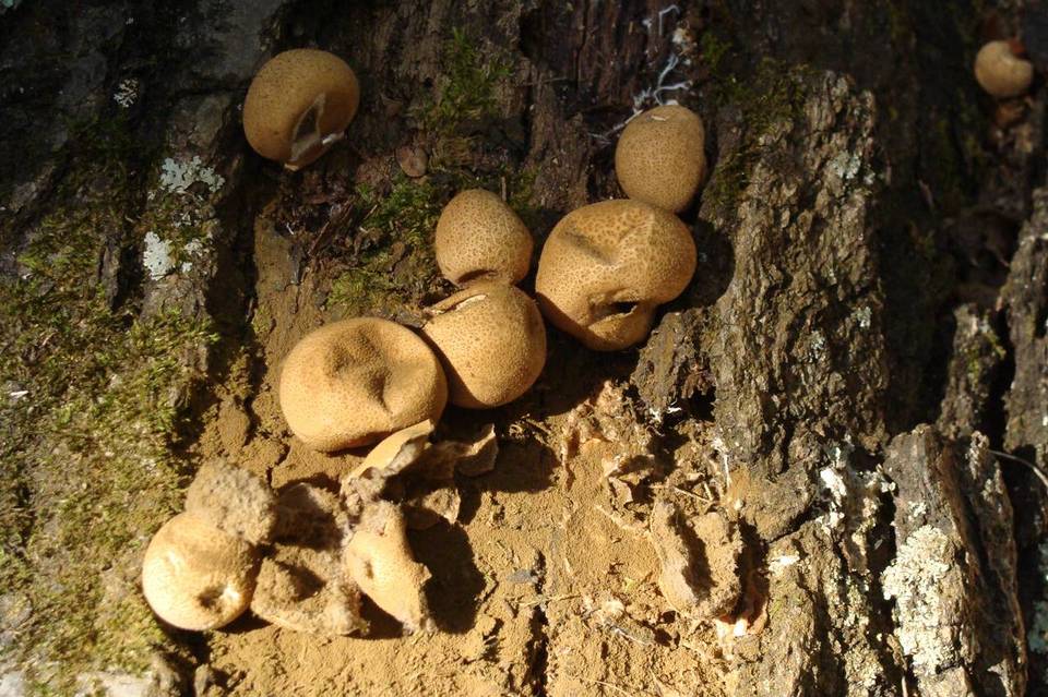 Morganella pyriformis image