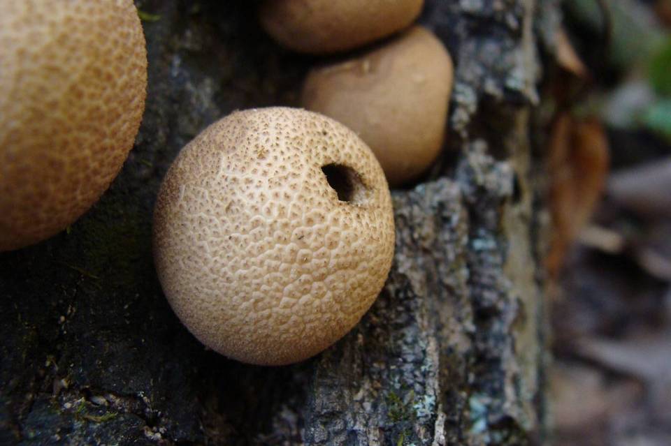 Morganella pyriformis image