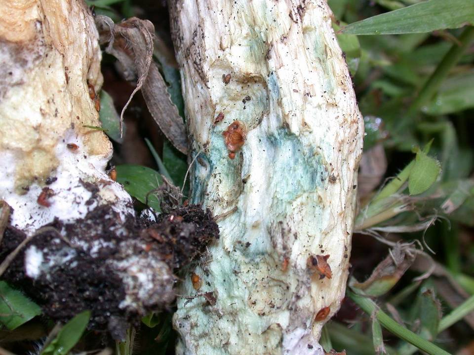 Leccinum cyaneobasileucum image