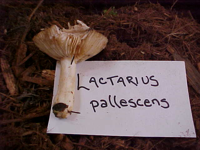 Lactarius pallescens image