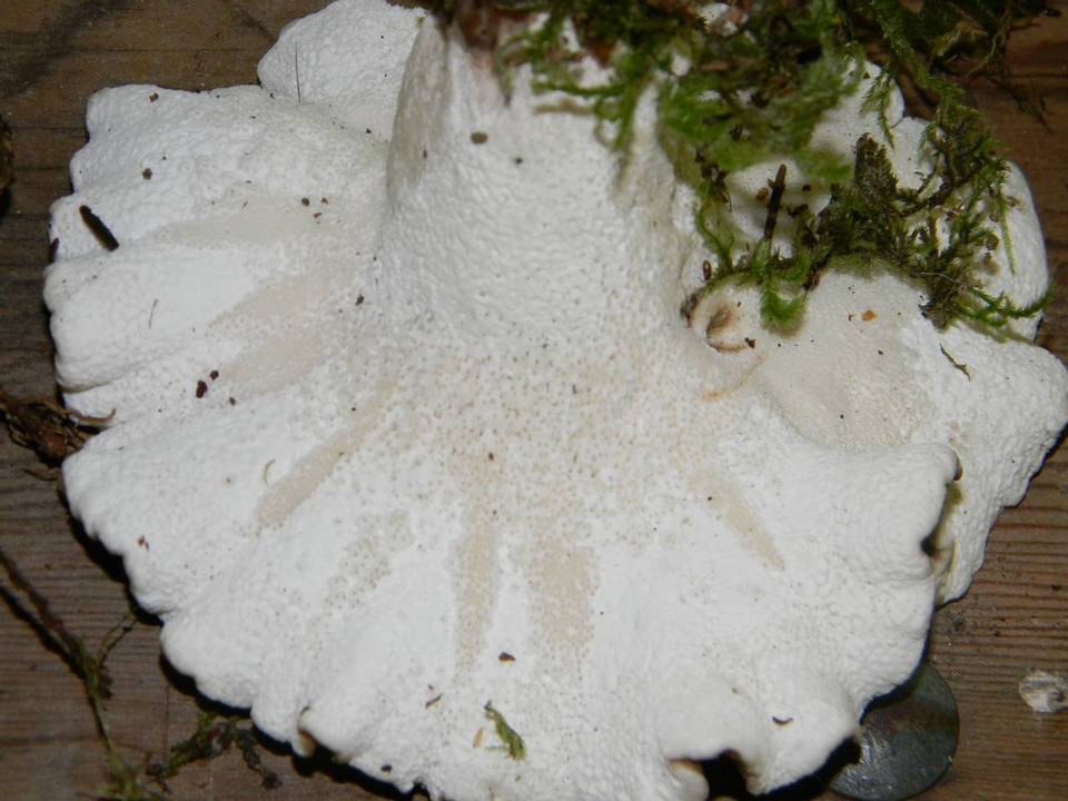 Bondarzewia occidentalis image