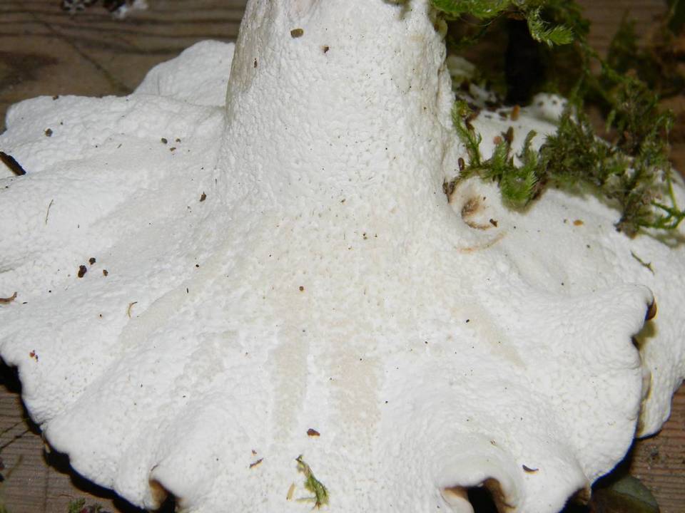 Bondarzewia occidentalis image