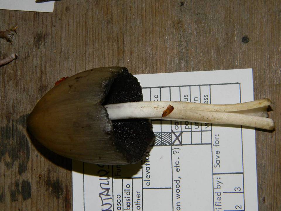 Coprinopsis acuminata image