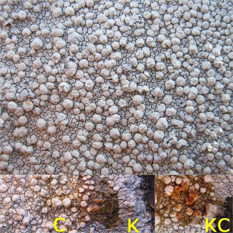 Pertusaria aspergilla image