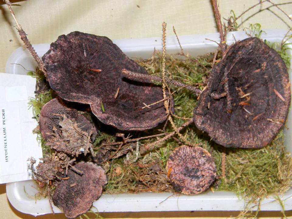 Hydnellum regium image