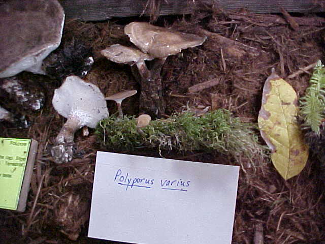 Cerioporus varius image