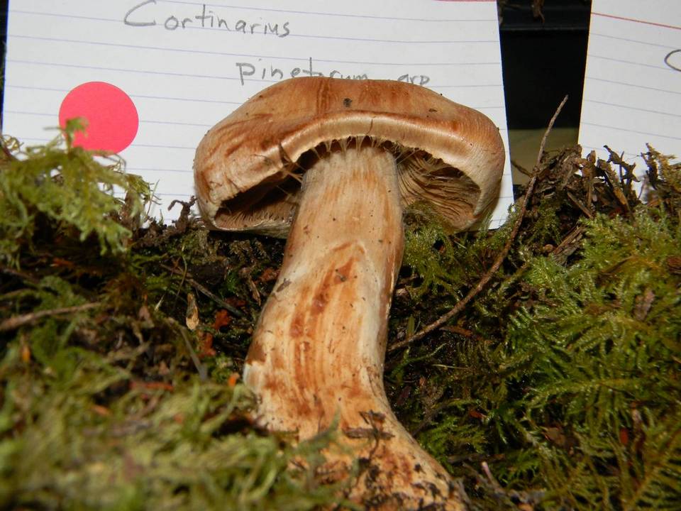 Cortinarius pinetorum image