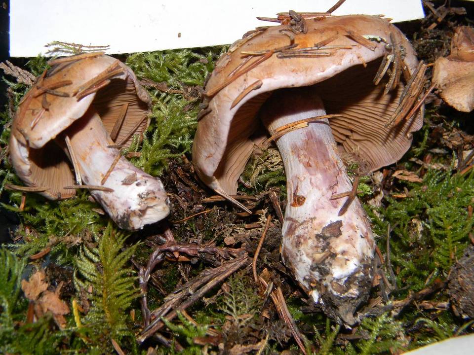 Cortinarius mutabilis image