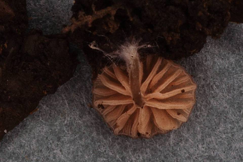 Paraeccilia minutissima image