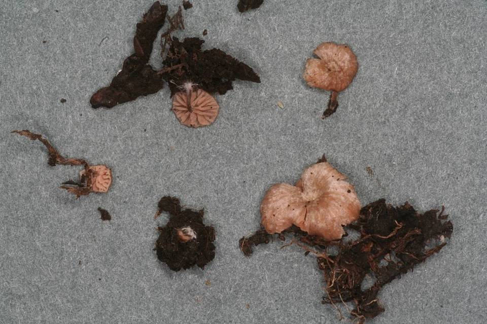 Paraeccilia minutissima image