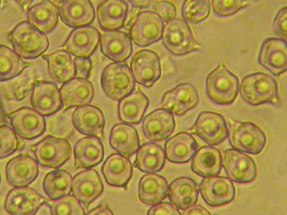 Paraeccilia minutissima image