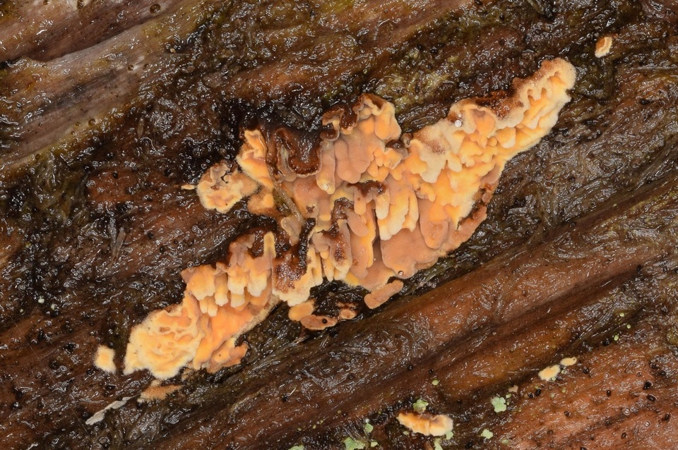 Pirex concentricus