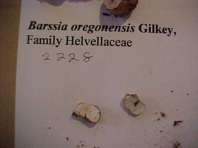 Barssia image