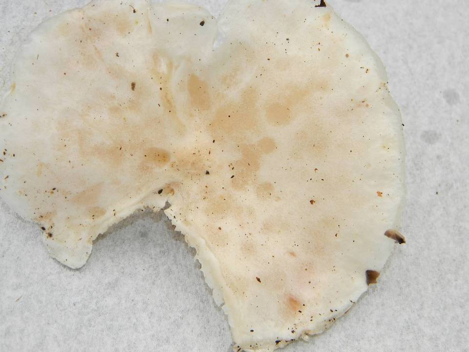 Melanoleuca verrucipes image