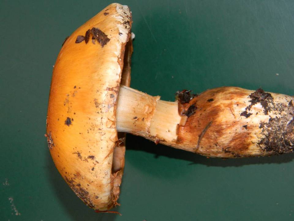 Cortinarius variosimilis image