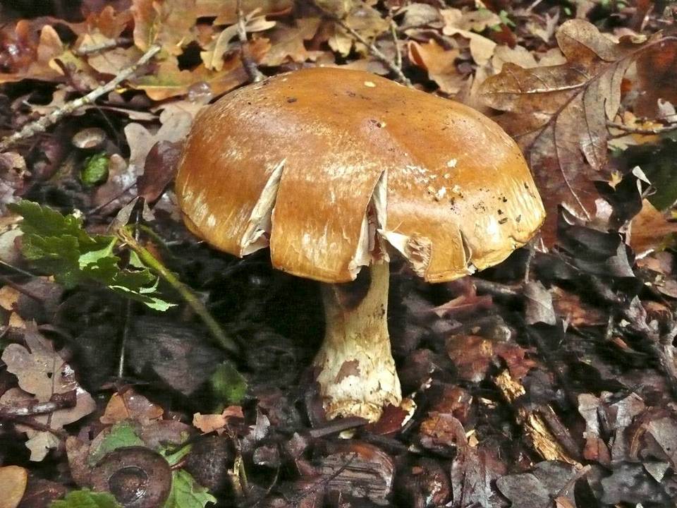 Cortinarius praestans image