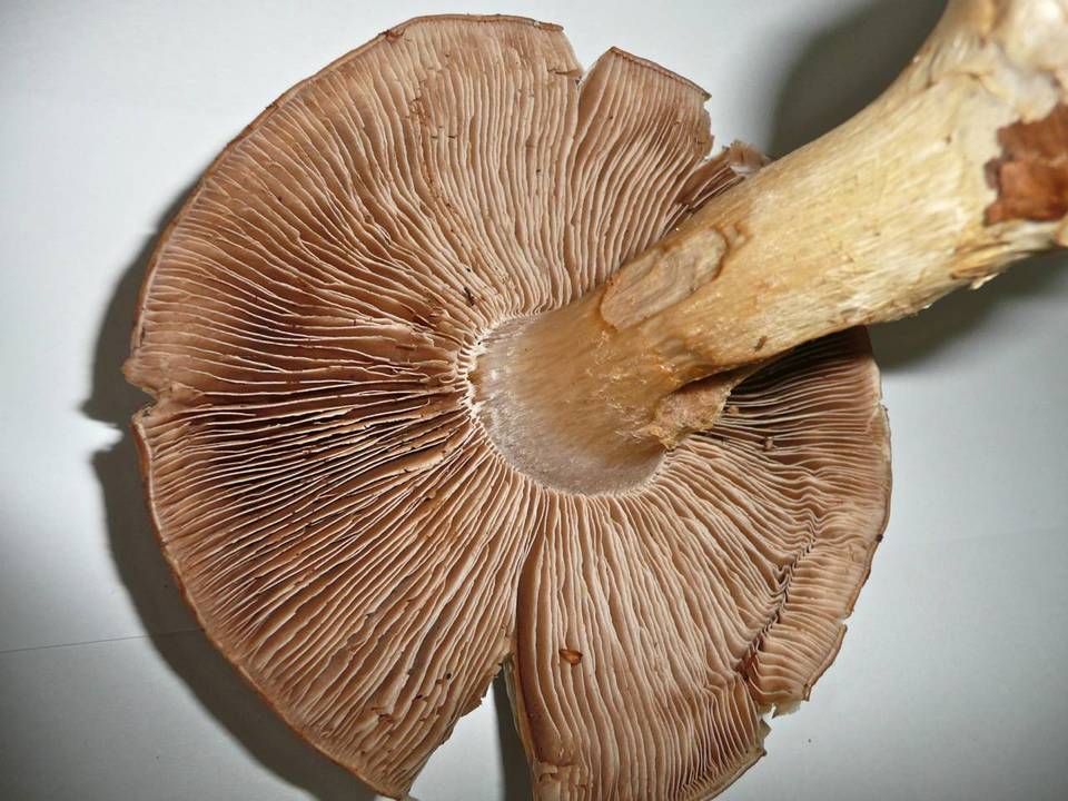Cortinarius praestans image