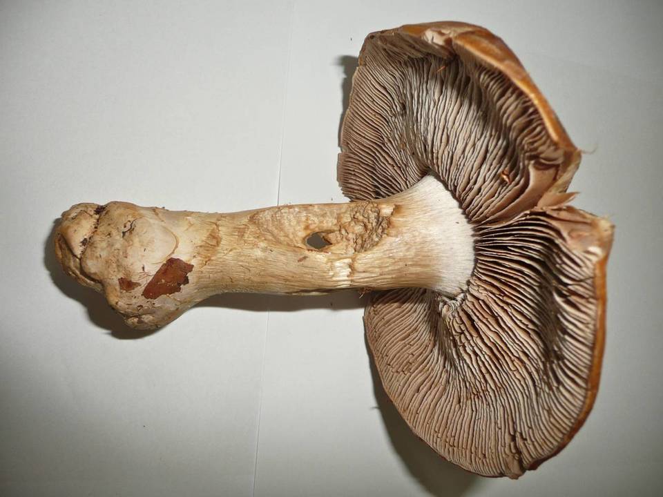 Cortinarius praestans image