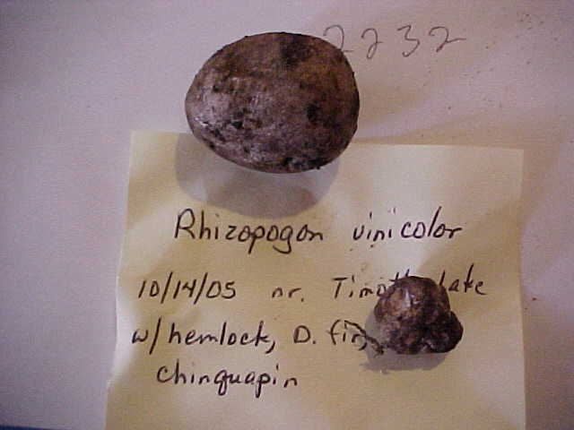 Rhizopogon vinicolor image
