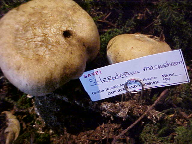 Scleroderma macrorhizon image