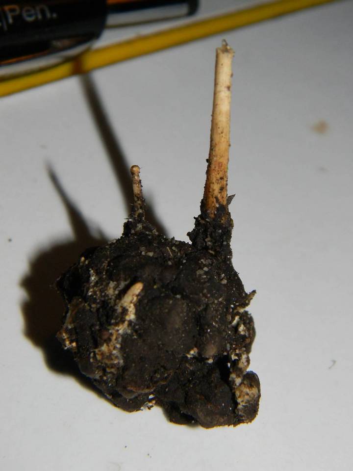 Hypholoma tuberosum image