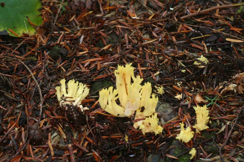 Ramaria cystidiophora var. fabiolens image