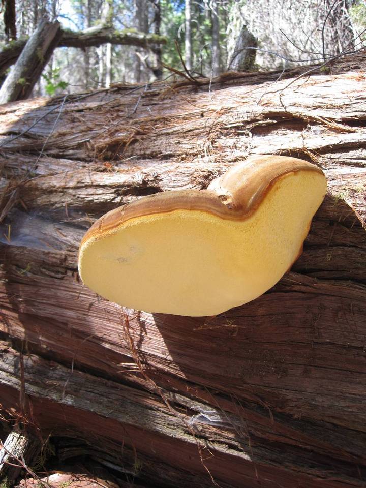 Oligoporus amarus image