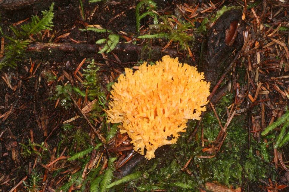 Ramaria cyaneigranosa image