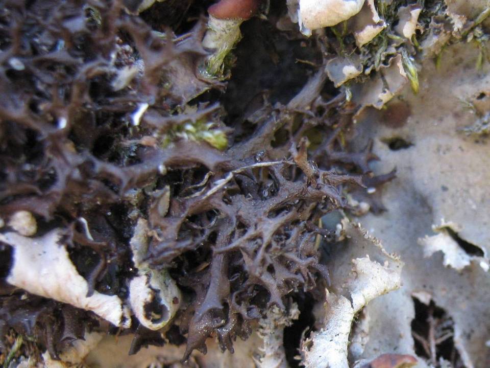 Leptogium palmatum image