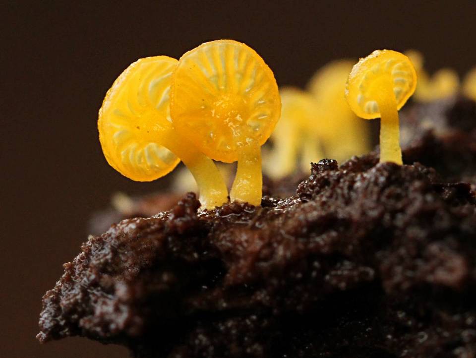 Gerronema icterinum image
