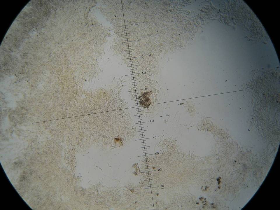 Gerronema icterinum image