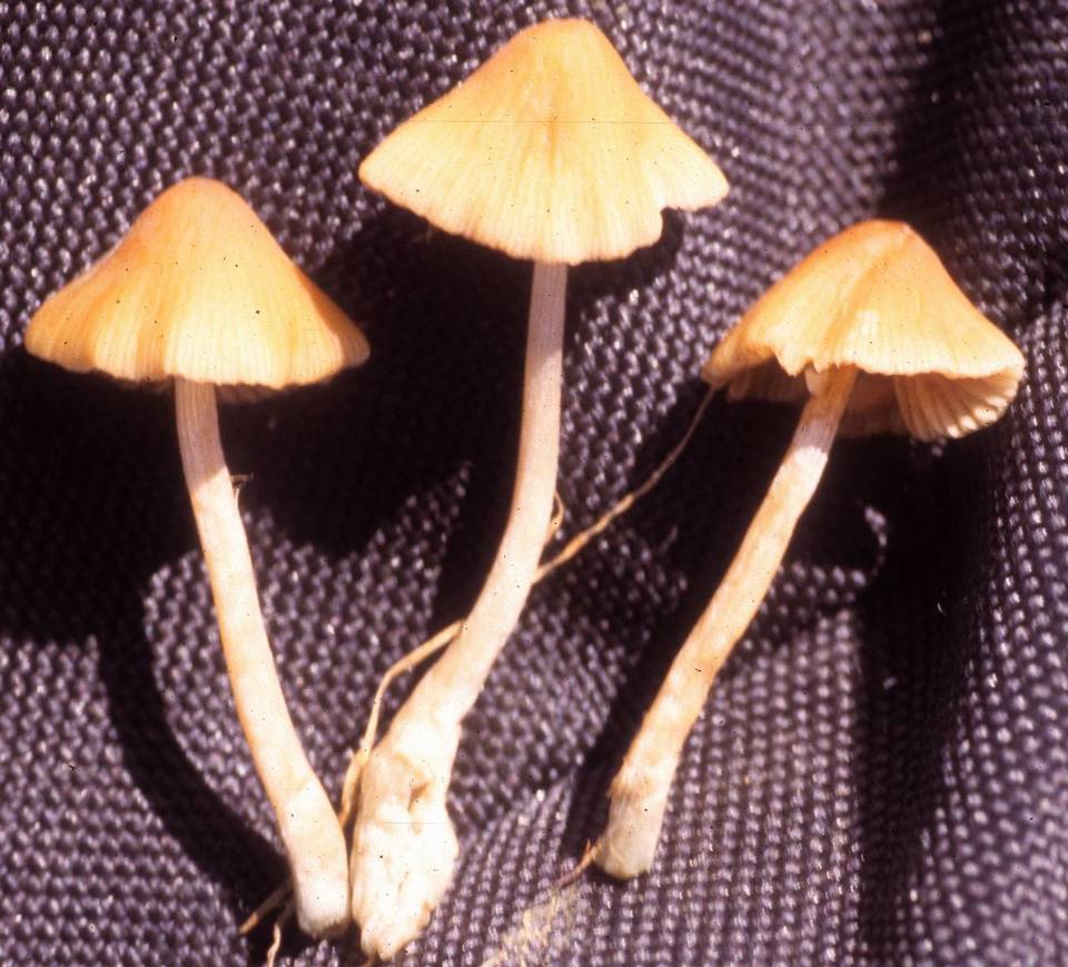 Conocybe smithii image