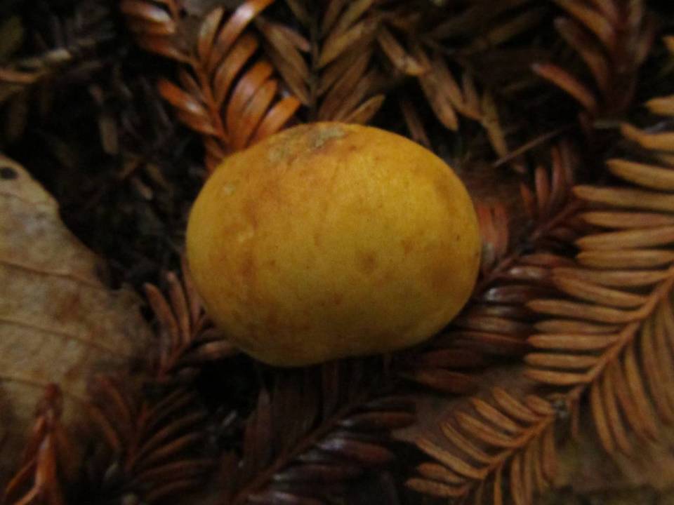 Zelleromyces gardneri image