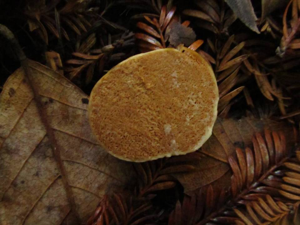 Zelleromyces gardneri image