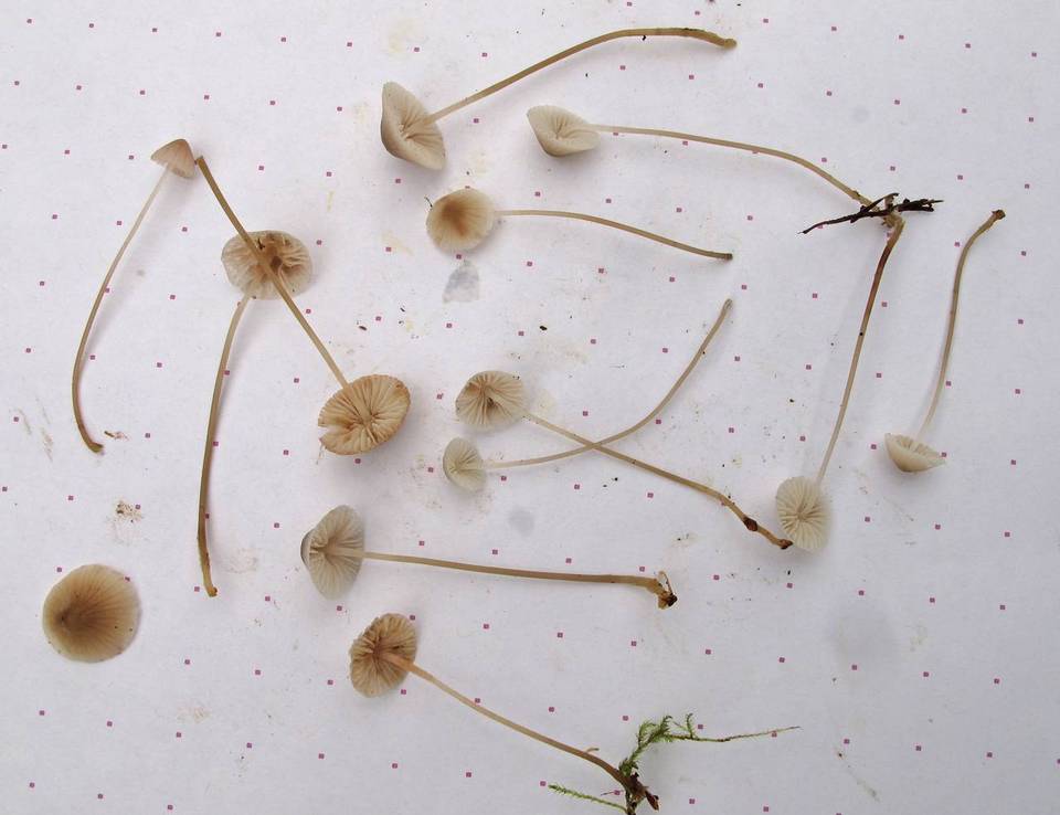 Mycena pusilla image