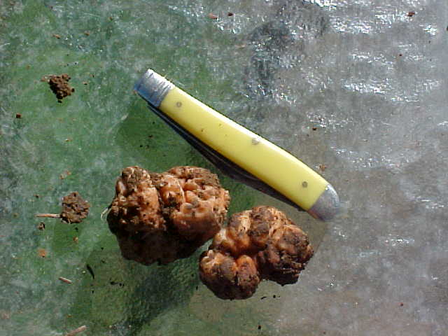 Barssia oregonensis image