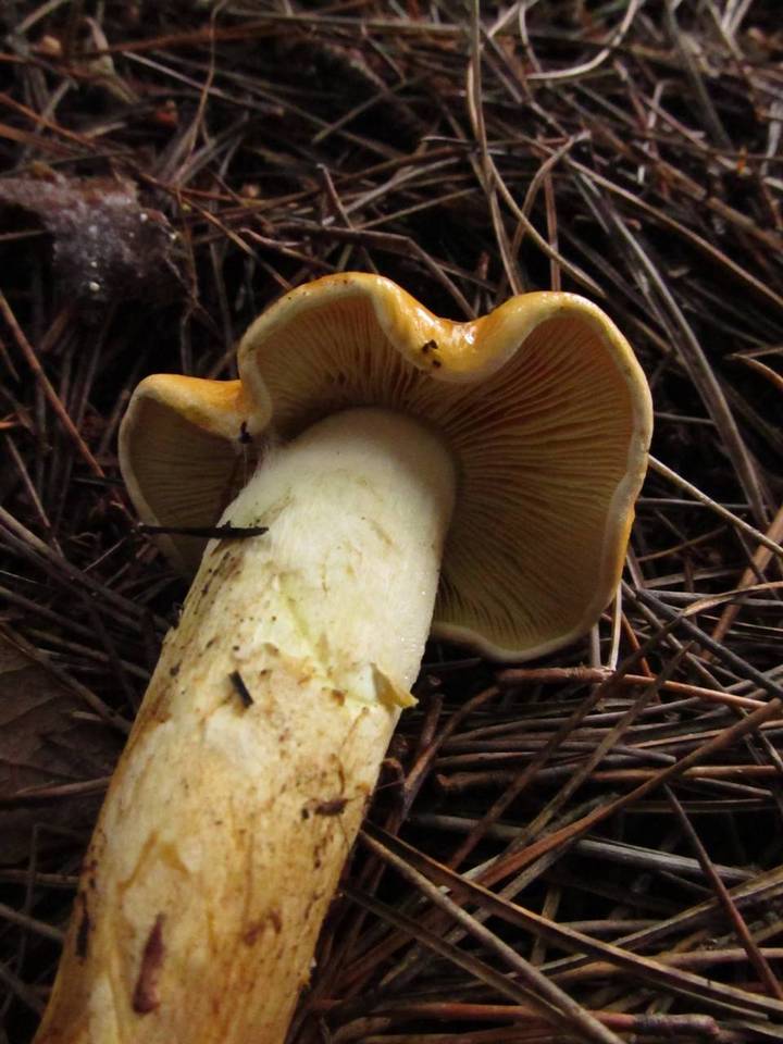 Phaeocollybia ochraceocana image