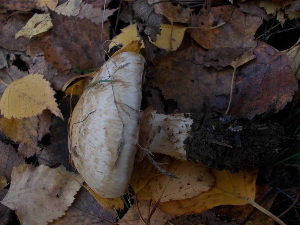Hebeloma radicosum image