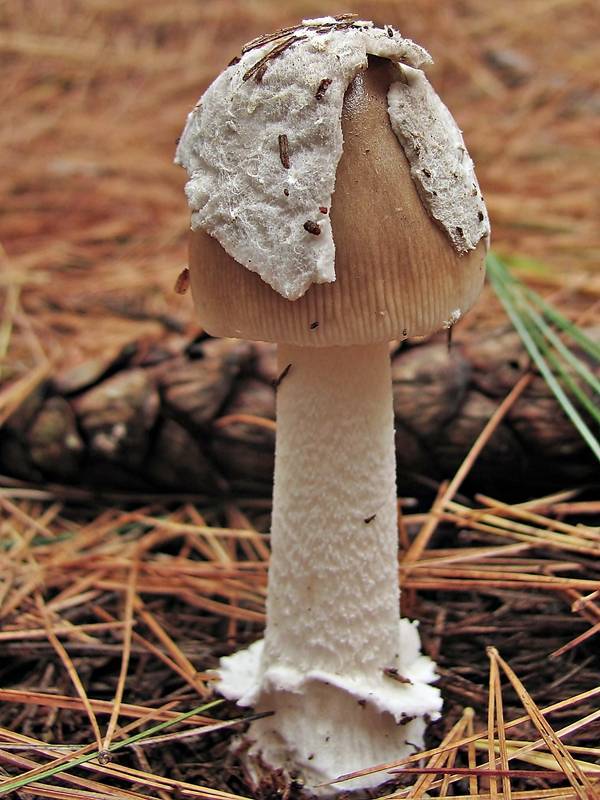 Amanita borealisorora image
