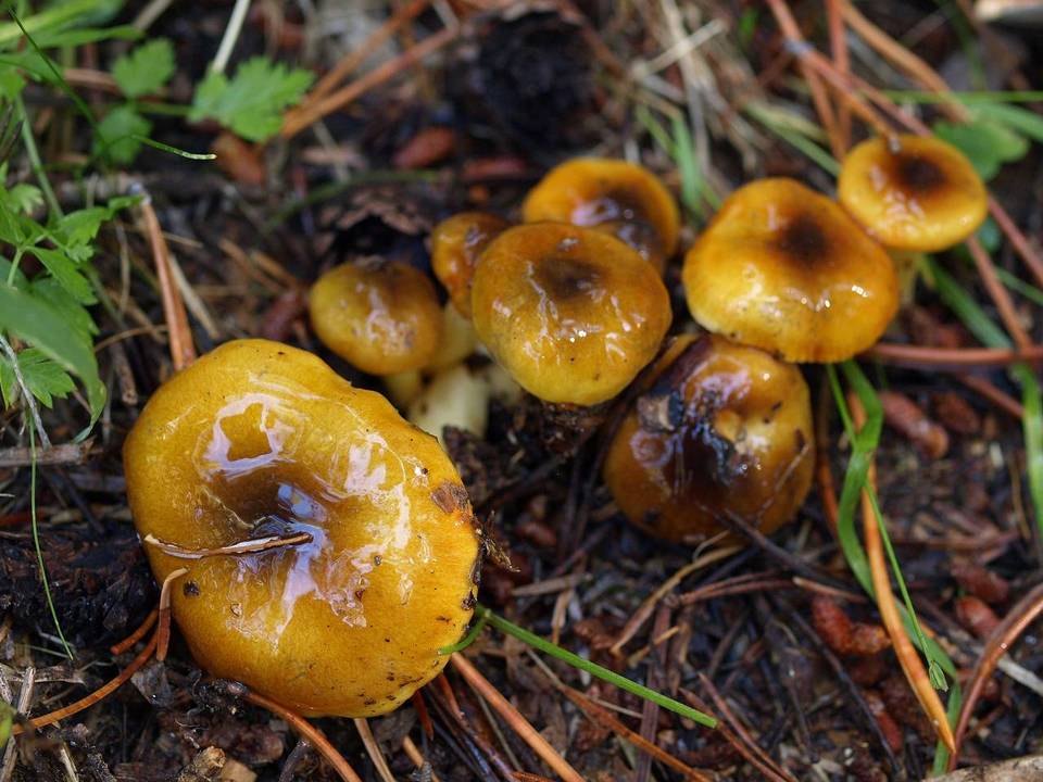 Hygrophorus siccipes image
