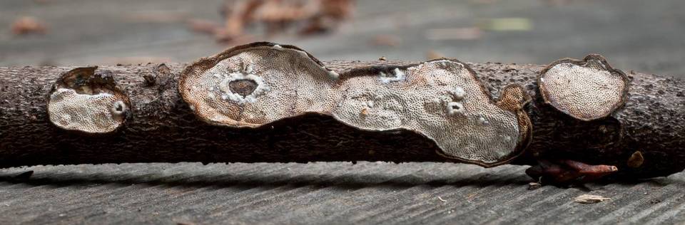 Datronia stereoides image
