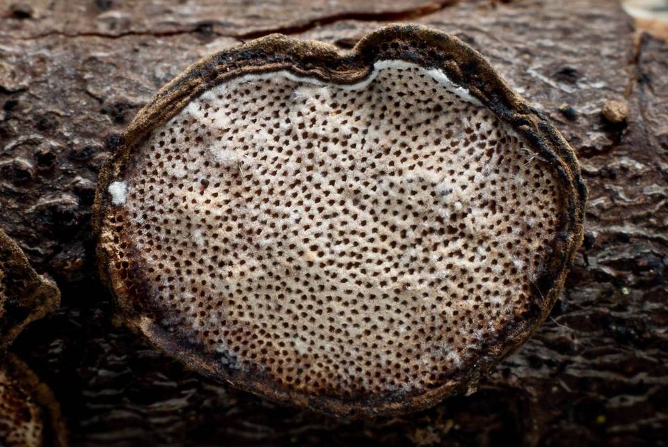 Datronia stereoides image